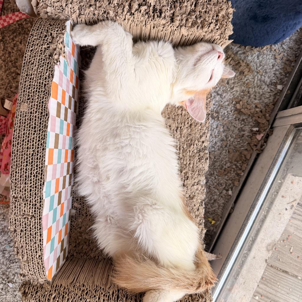 Enlarge Sunny, a Adoptable Domestic Medium Hair in Bessemer, AL image 2/5