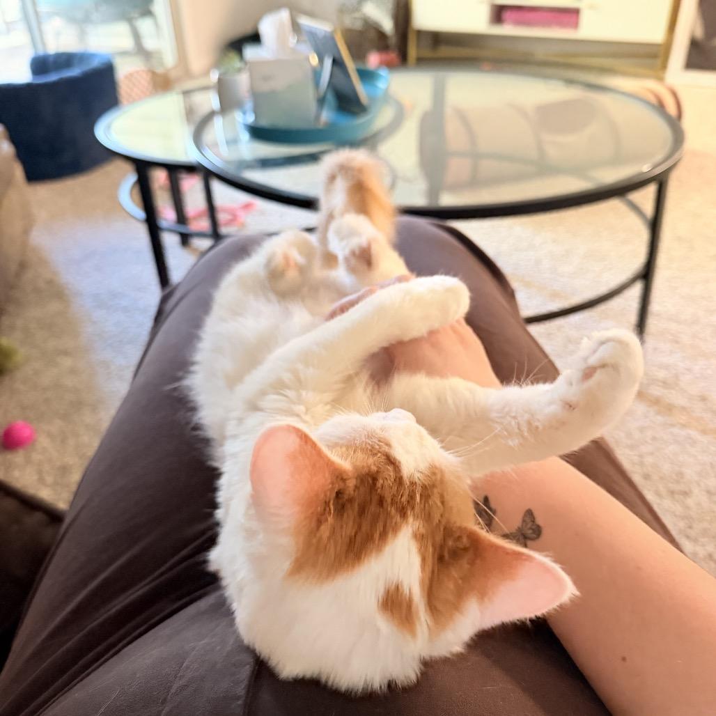 Enlarge Sunny, a Adoptable Domestic Medium Hair in Bessemer, AL image 3/5