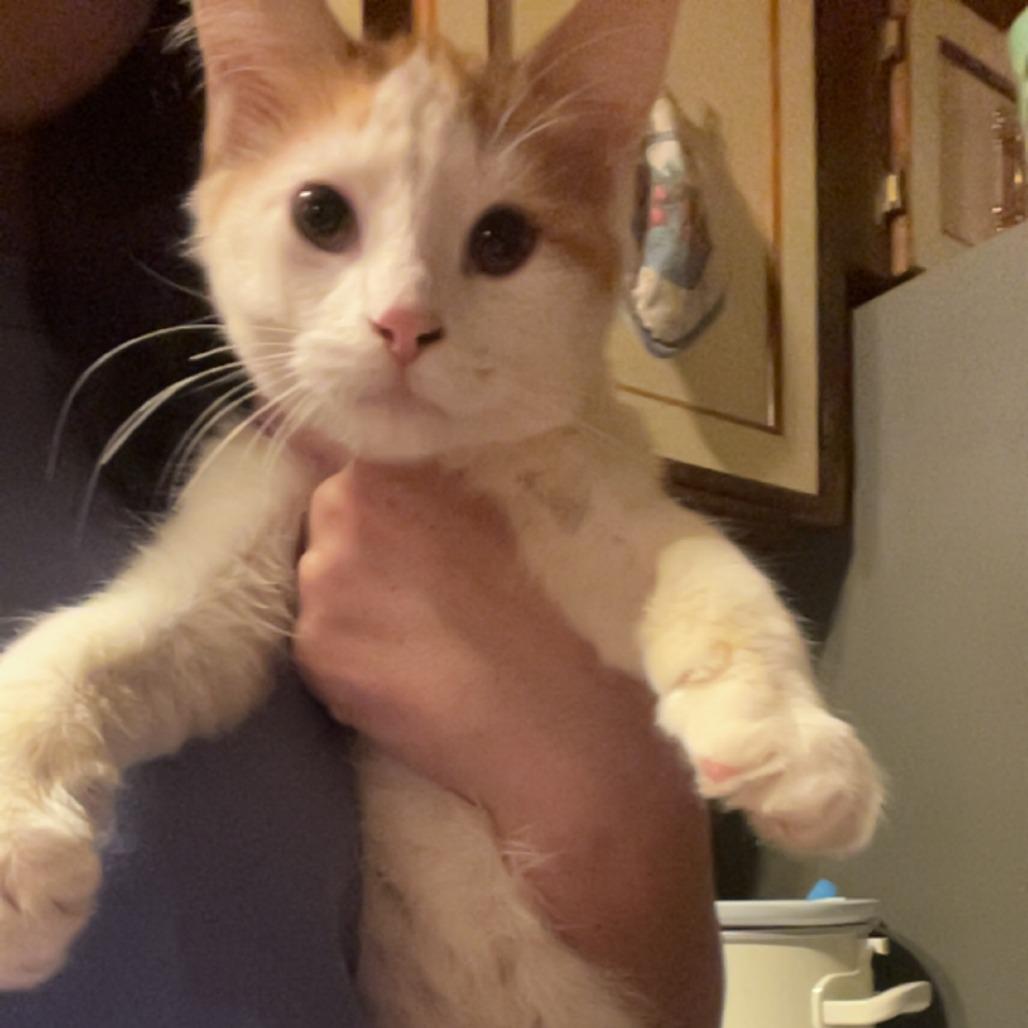Enlarge Sunny, a Adoptable Domestic Medium Hair in Bessemer, AL image 4/5