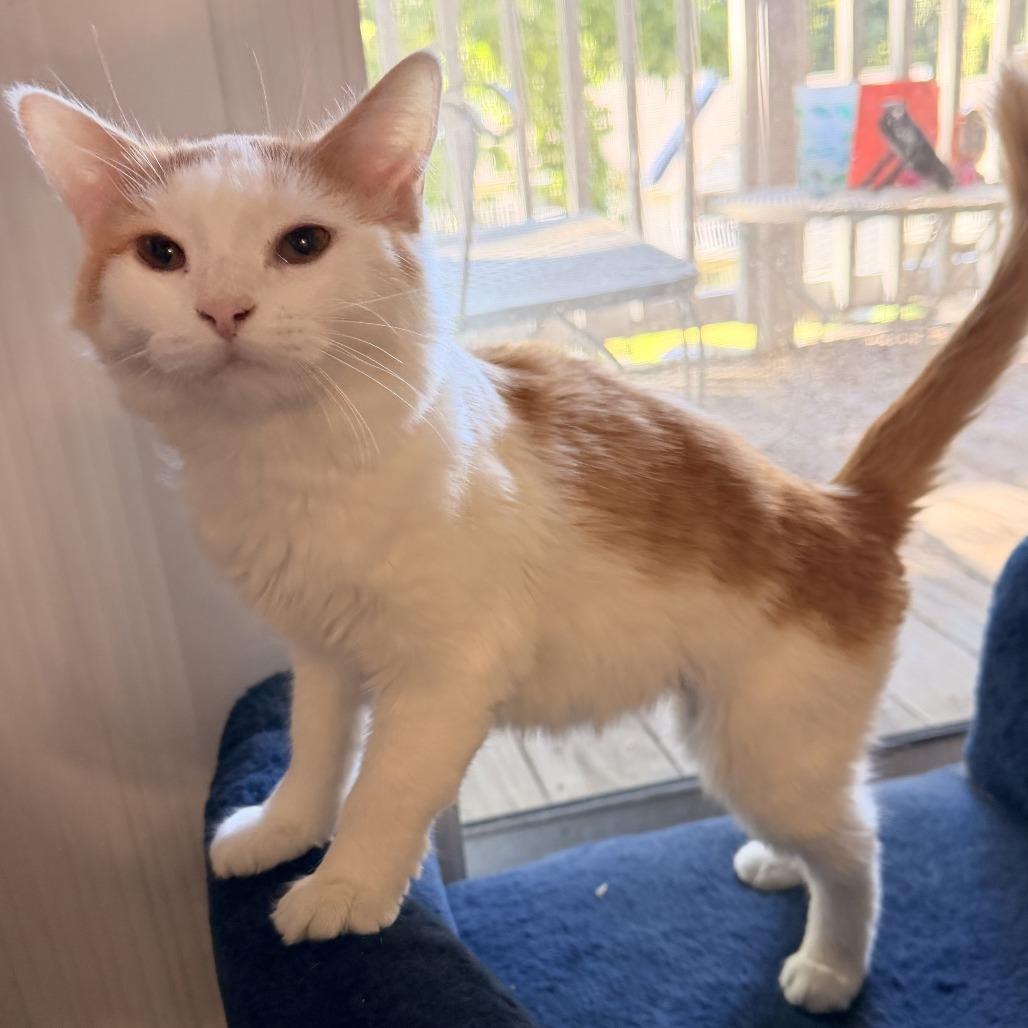 Enlarge Sunny, a Adoptable Domestic Medium Hair in Bessemer, AL image 5/5