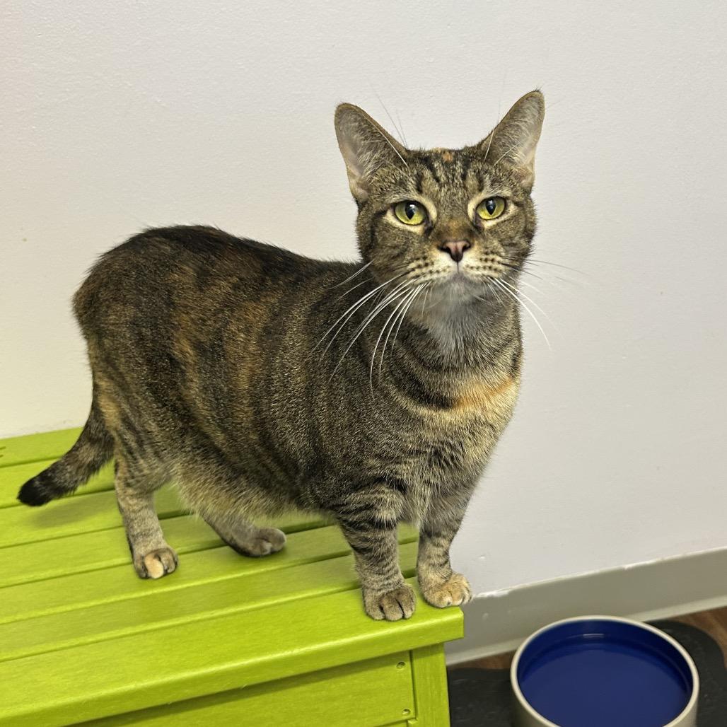 Hippy, Adoptable, Adult Female Domestic Short Hair.