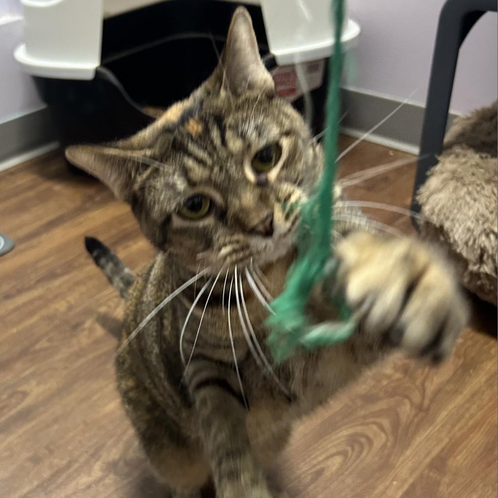 Hippy, Adoptable, Adult Female Domestic Short Hair.