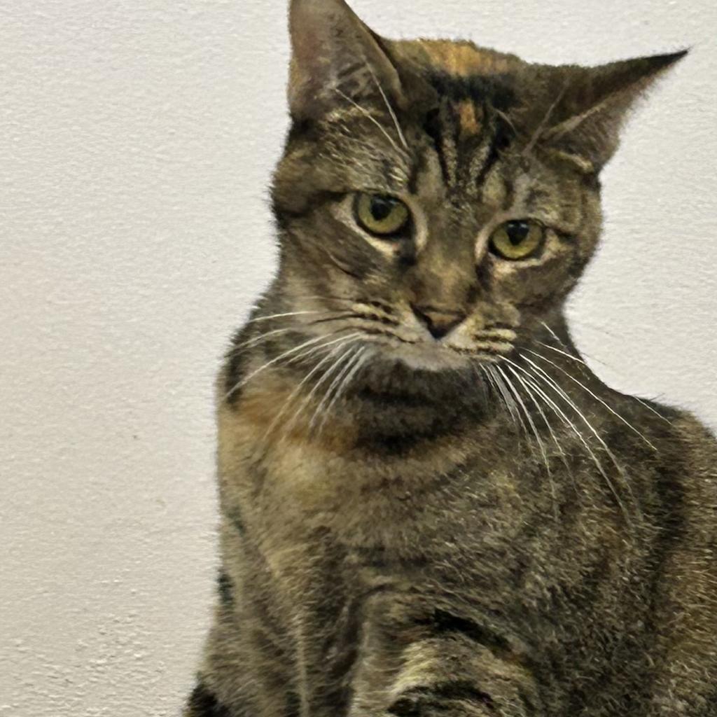 Hippy, a Adoptable Domestic Short Hair in Port Richey, FL image 3/6