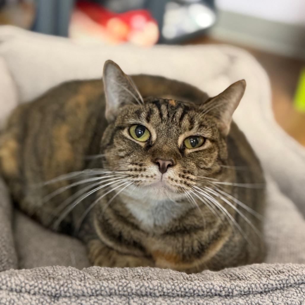 Hippy, a Adoptable Domestic Short Hair in Port Richey, FL image 3/6