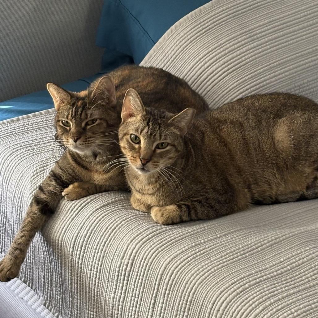 Enlarge Hippy, a Adoptable Domestic Short Hair in Port Richey, FL image 3/6