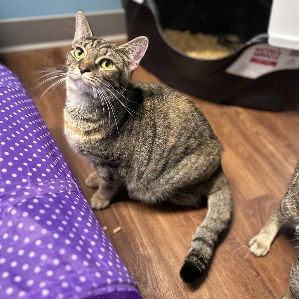 Hippy, a Adoptable Domestic Short Hair in Port Richey, FL image 4/6