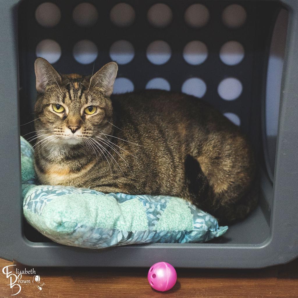 Hippy, a Adoptable Domestic Short Hair in Port Richey, FL image 5/6