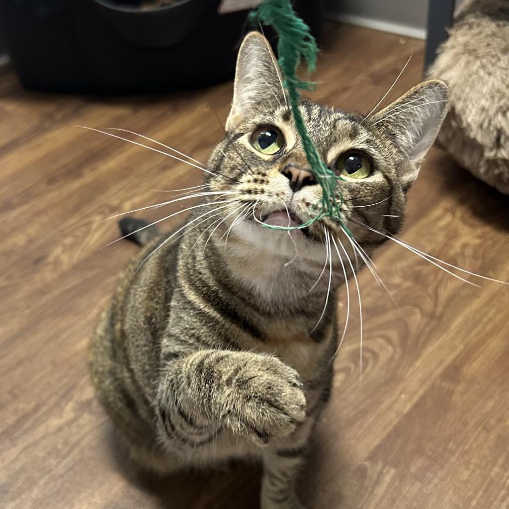 Hippy, a Adoptable Domestic Short Hair in Port Richey, FL image 6/6