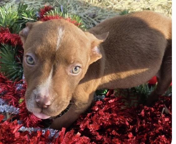 Enlarge Otto, an adopted mixed breed in Dallas, TX image 2/5