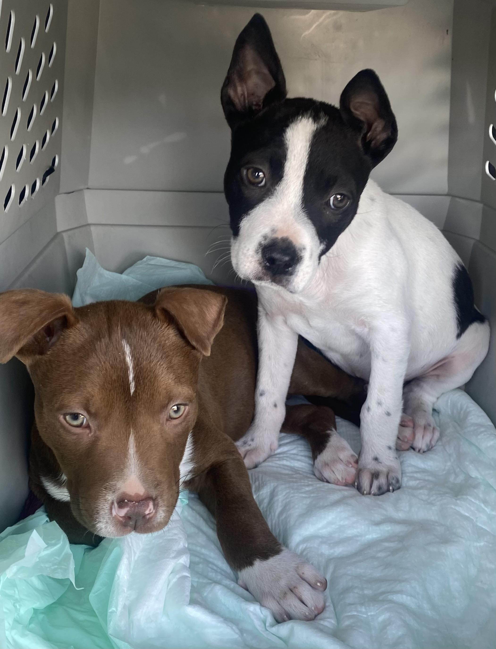 Enlarge Otto, an adopted mixed breed in Dallas, TX image 5/5