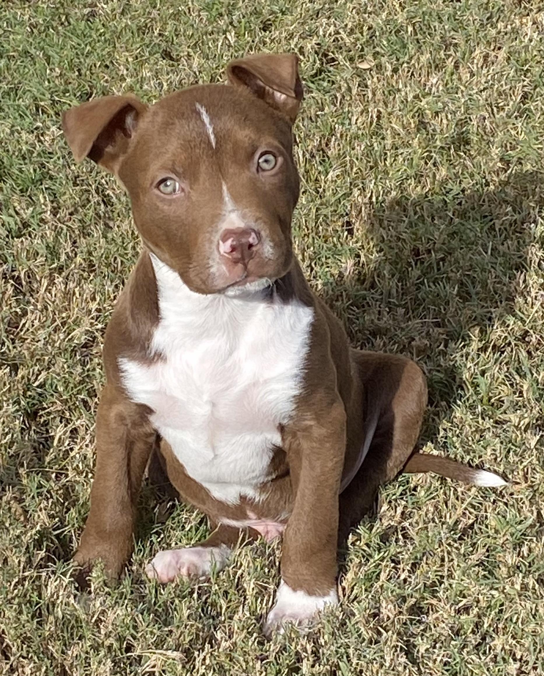 Enlarge Otto, an adopted mixed breed in Dallas, TX image 4/5