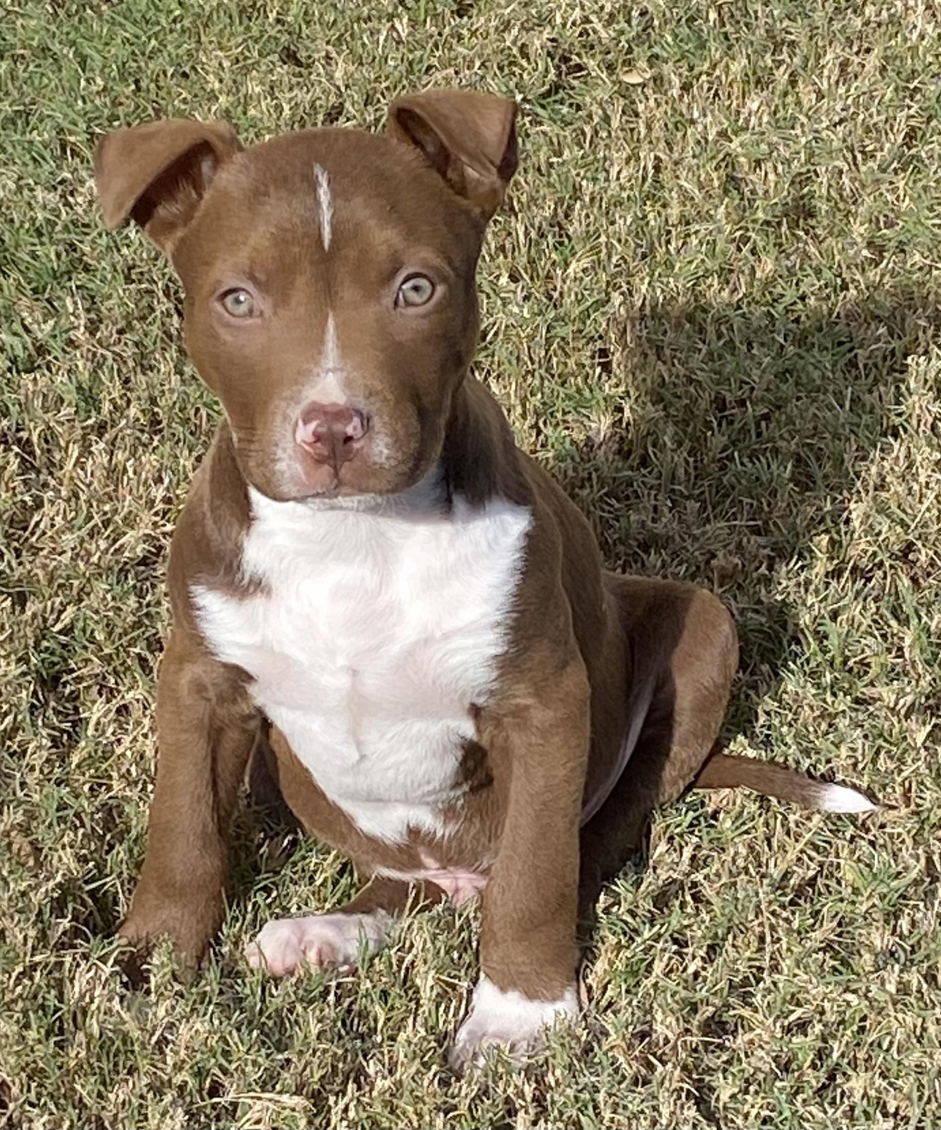 Enlarge Otto, an adopted mixed breed in Dallas, TX image 3/5