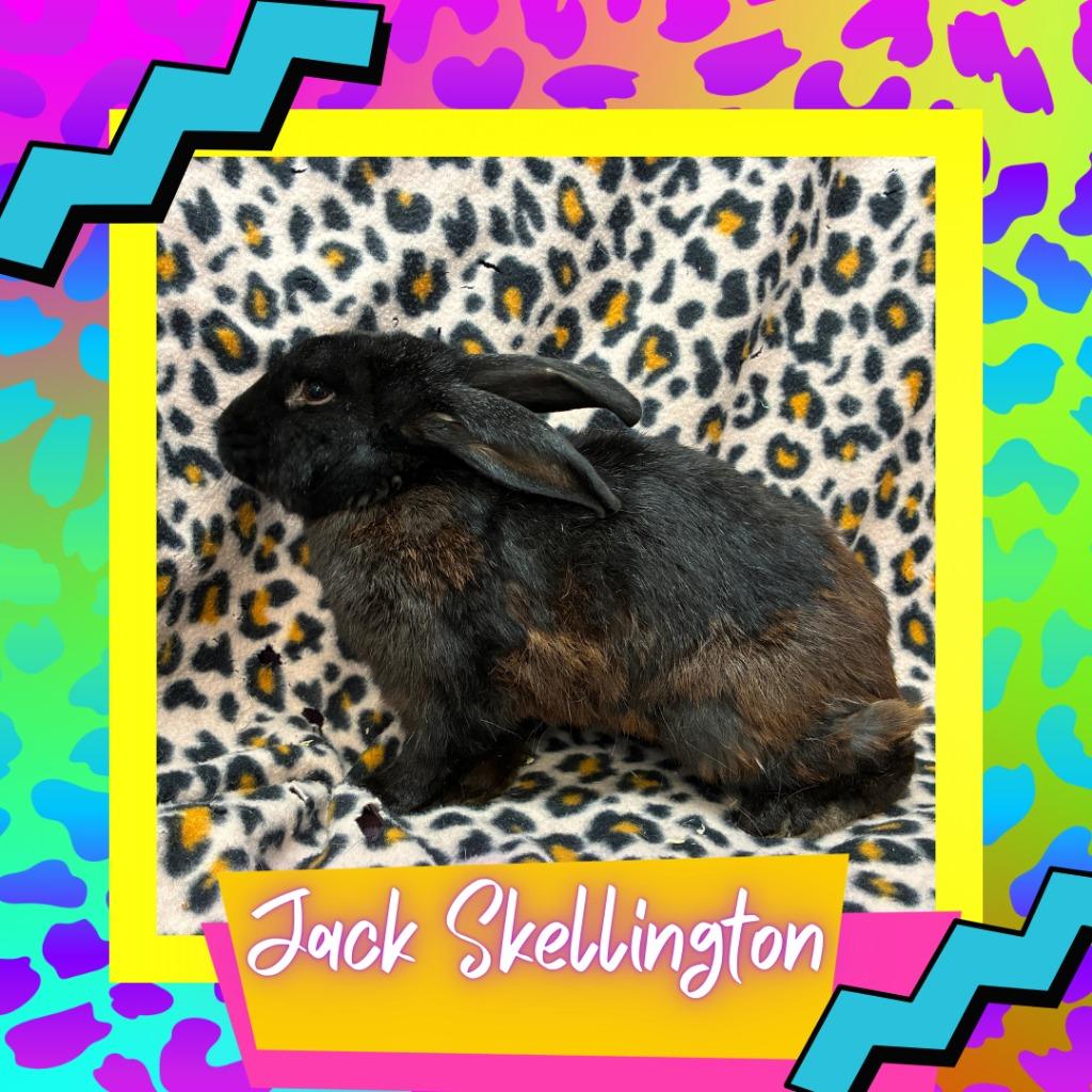 Jack Skellington, Adoptable, Young Male Bunny Rabbit.