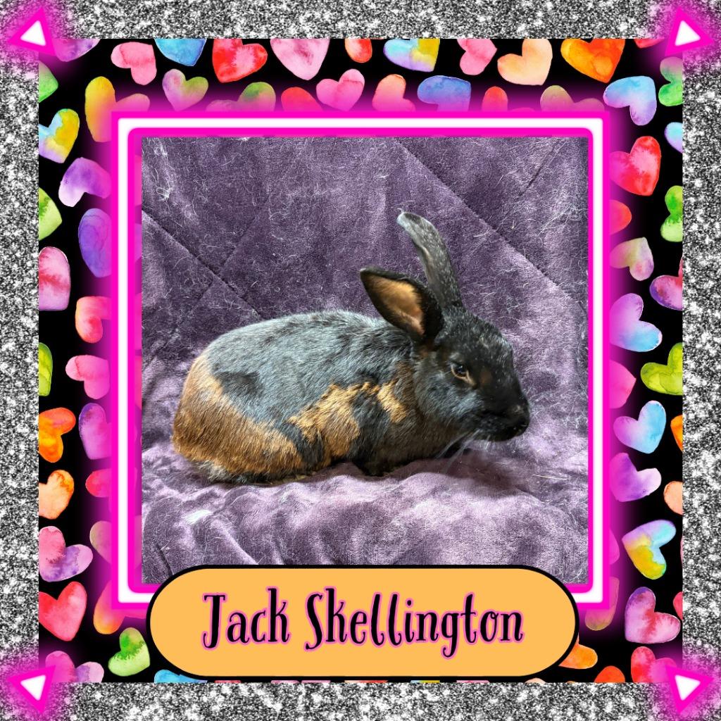 Enlarge Jack Skellington, a Adoptable Bunny Rabbit in Elizabethtown, KY image 2/2