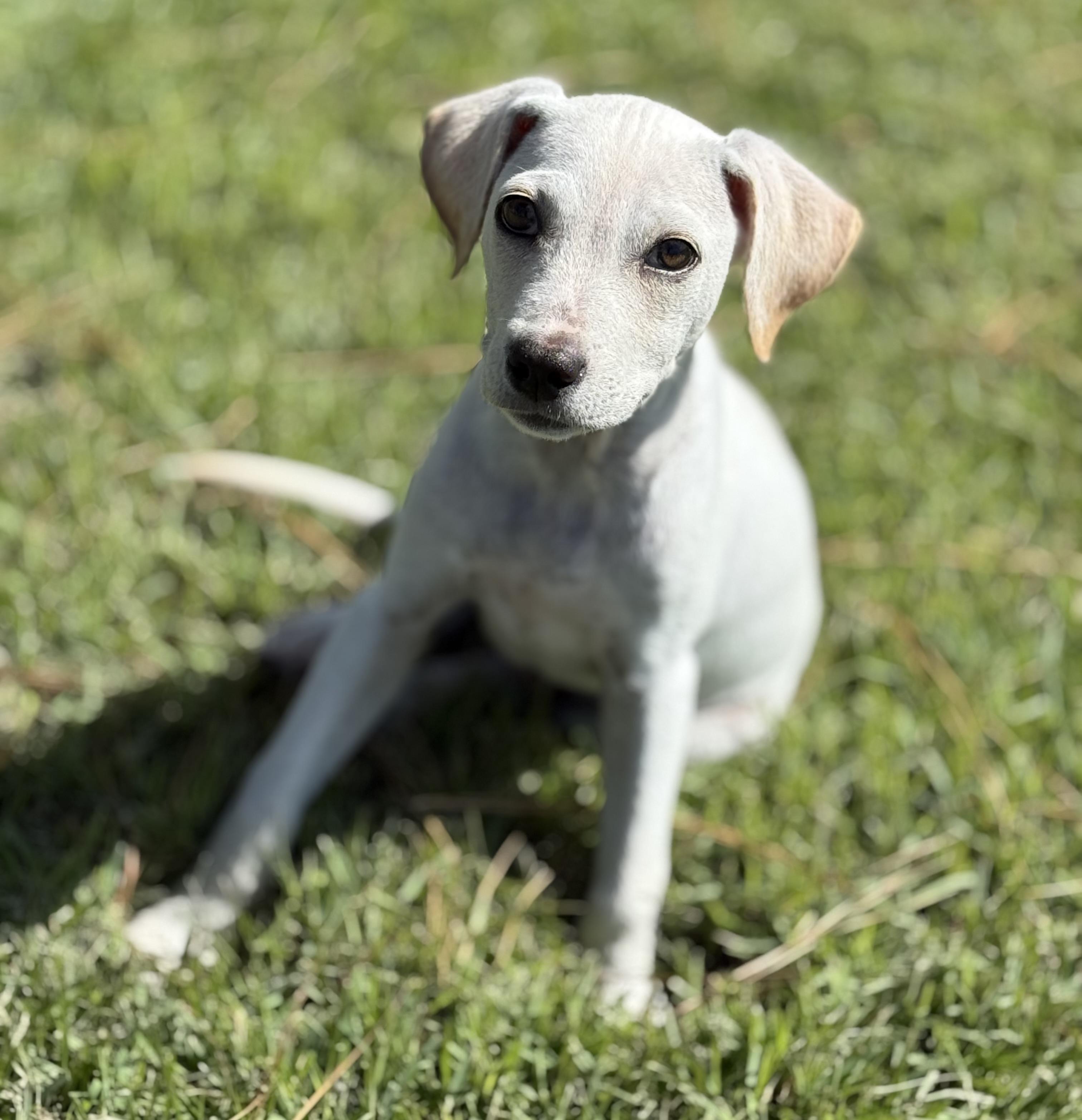Enlarge Ollie, a Adopted mixed breed in Ridgeland, SC image 2/6