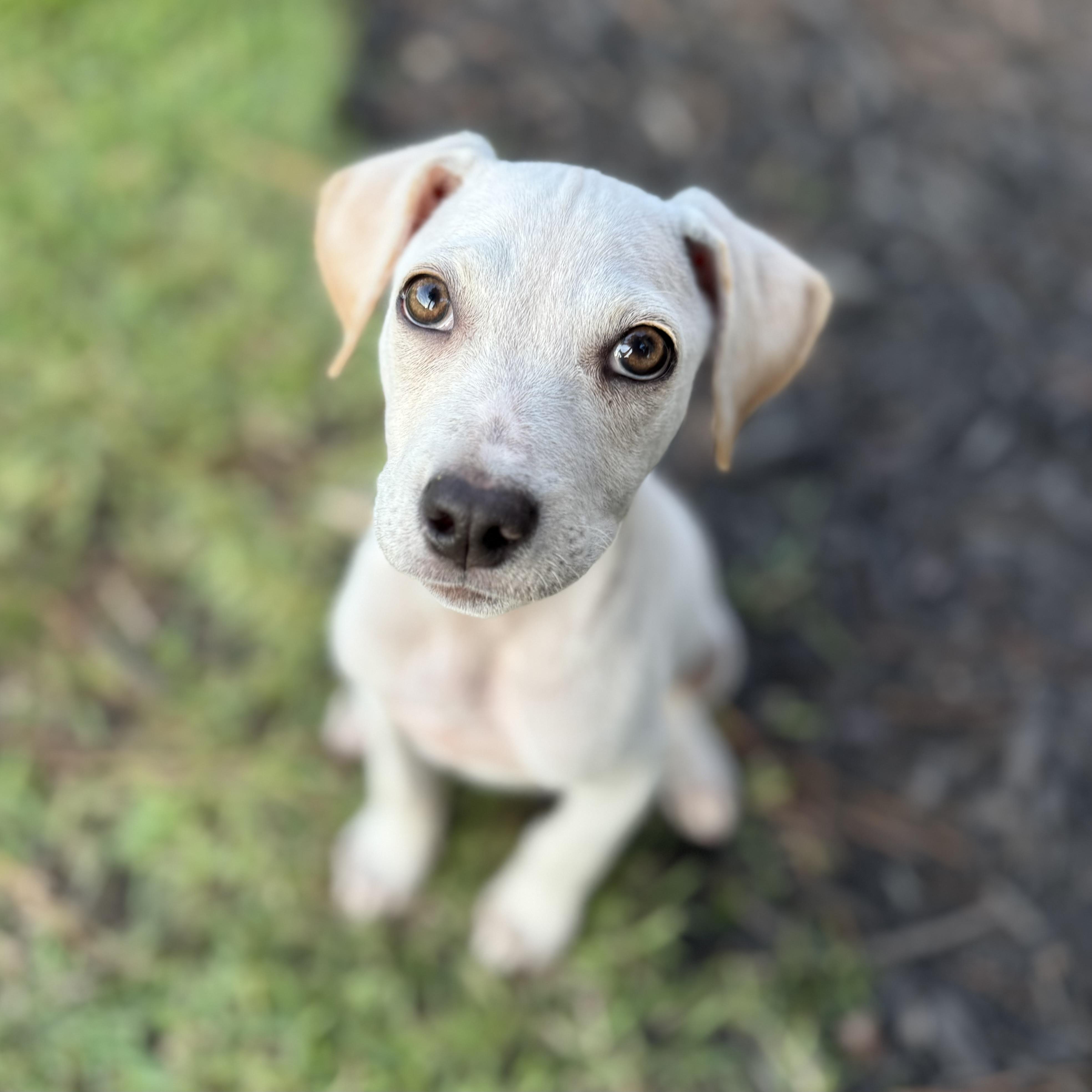 Enlarge Ollie, a Adopted mixed breed in Ridgeland, SC image 3/6
