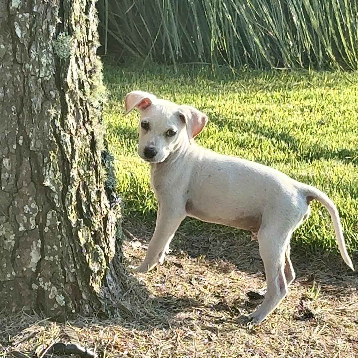Enlarge Ollie, a Adopted mixed breed in Ridgeland, SC image 4/6