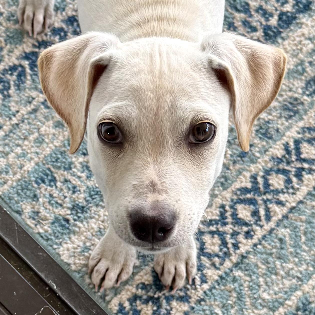 Enlarge Ollie, a Adopted mixed breed in Ridgeland, SC image 1/6