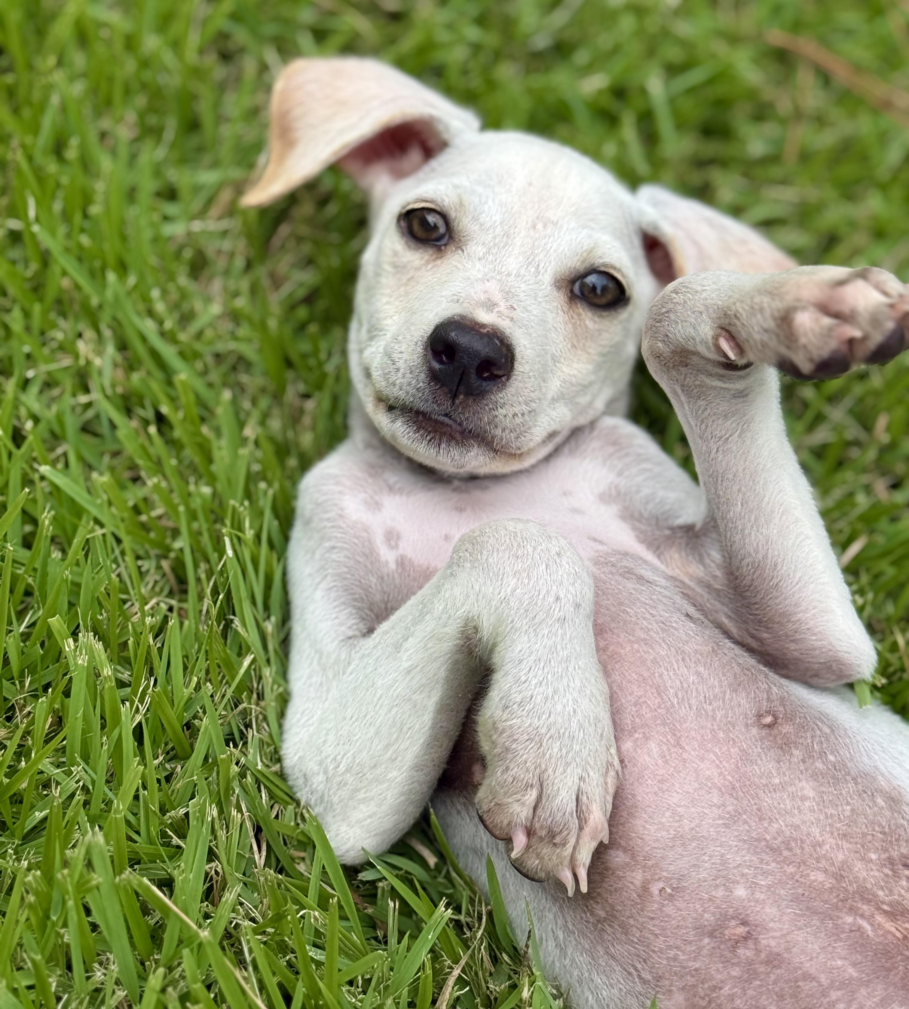 Enlarge Ollie, a Adopted mixed breed in Ridgeland, SC image 5/6