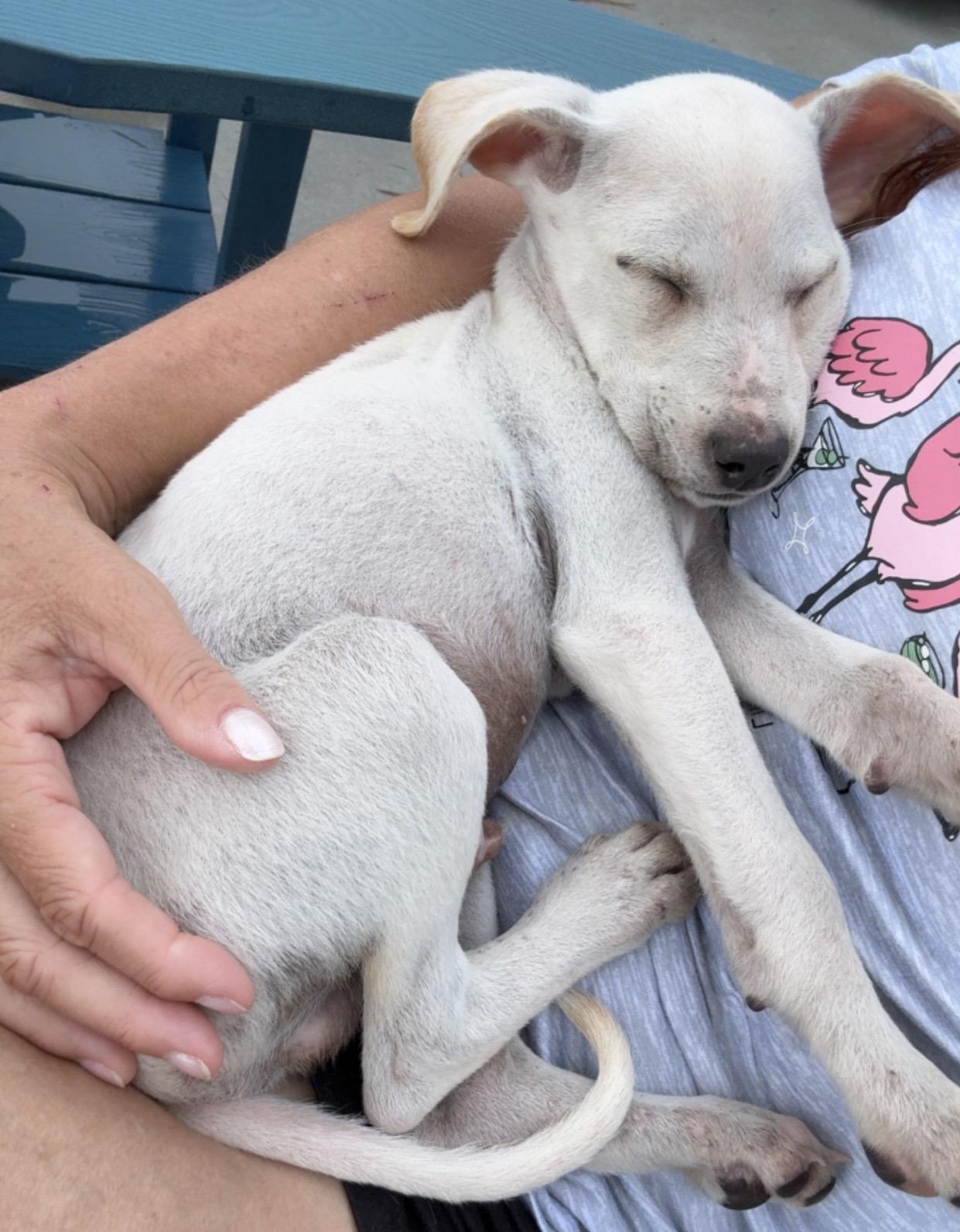 Enlarge Ollie, a Adopted mixed breed in Ridgeland, SC image 6/6