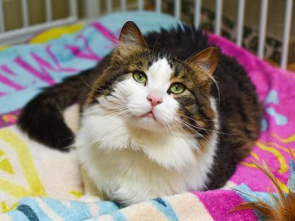 Anka, Adoptable, Adult Male Domestic Medium Hair & Domestic Short Hair.