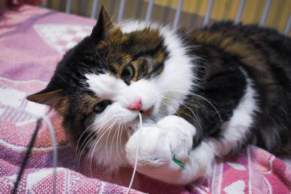 Anka, Adoptable, Adult Male Domestic Medium Hair & Domestic Short Hair.