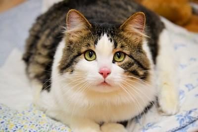 Anka, Adoptable, Adult Male Domestic Medium Hair & Domestic Short Hair.