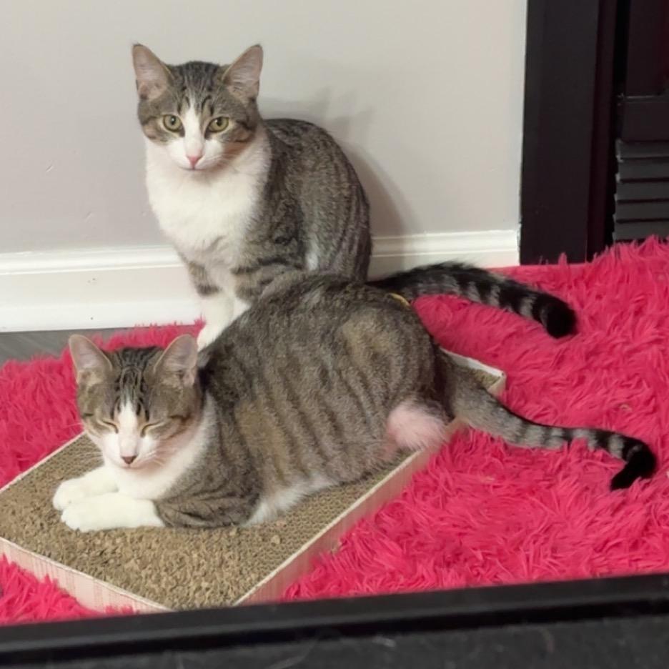 Enlarge Aurora, a Adoptable Domestic Short Hair in Chaska, MN image 1/6