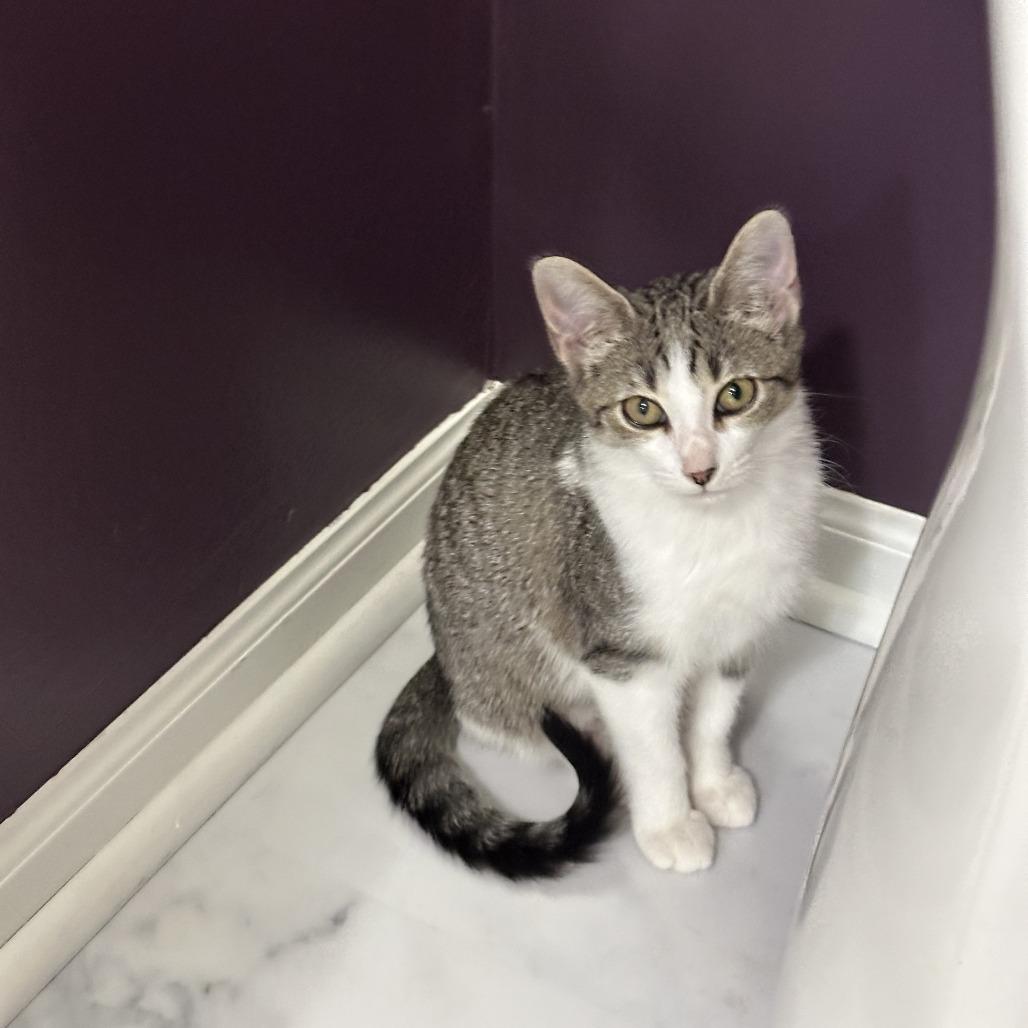 Enlarge Aurora, a Adoptable Domestic Short Hair in Chaska, MN image 1/4