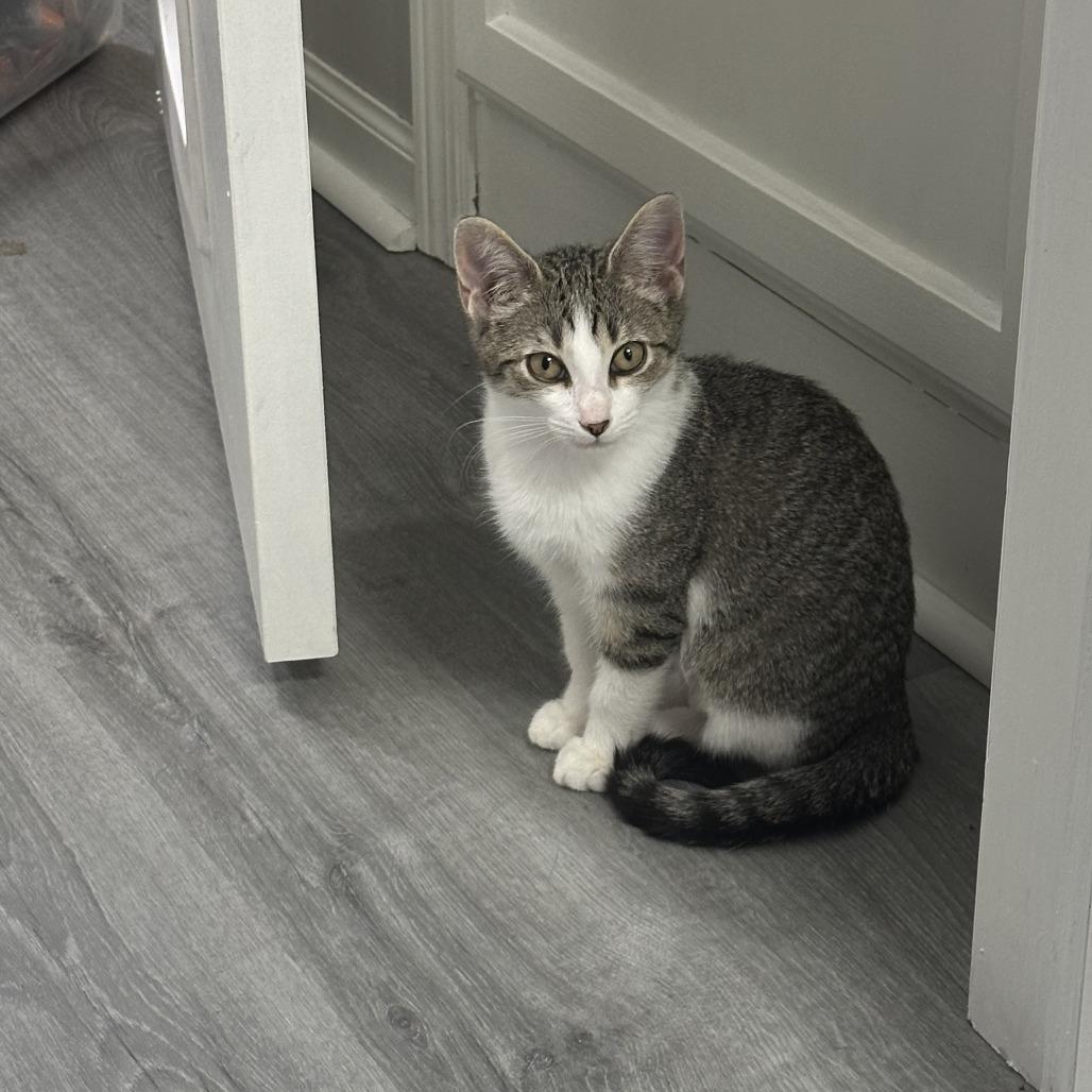 Enlarge Aurora, a Adoptable Domestic Short Hair in Chaska, MN image 2/4