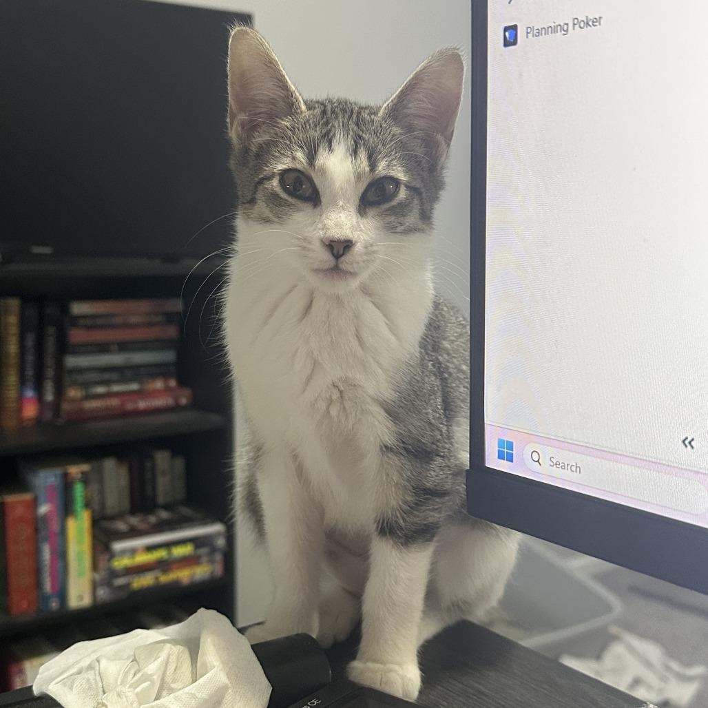 Enlarge Aurora, a Adoptable Domestic Short Hair in Chaska, MN image 4/4