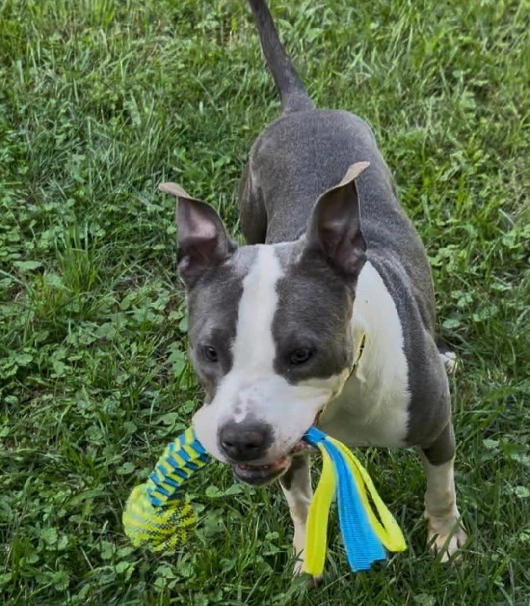 Rupert, an adopted Pit Bull Terrier in Roswell, GA image 1/3