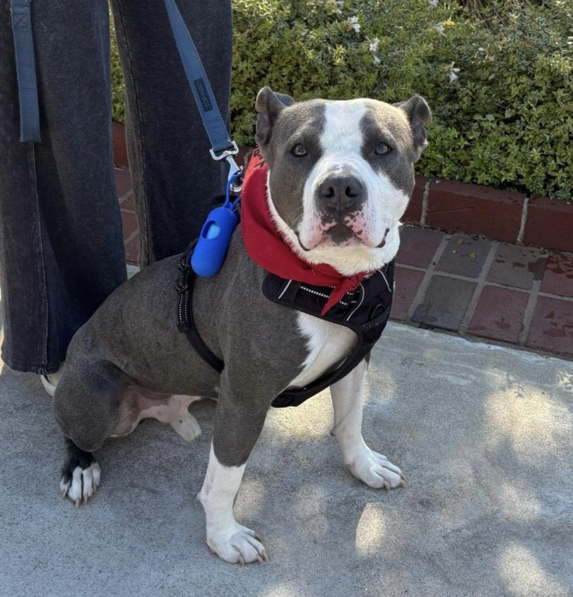 Rupert, an adopted Pit Bull Terrier in Roswell, GA image 2/3