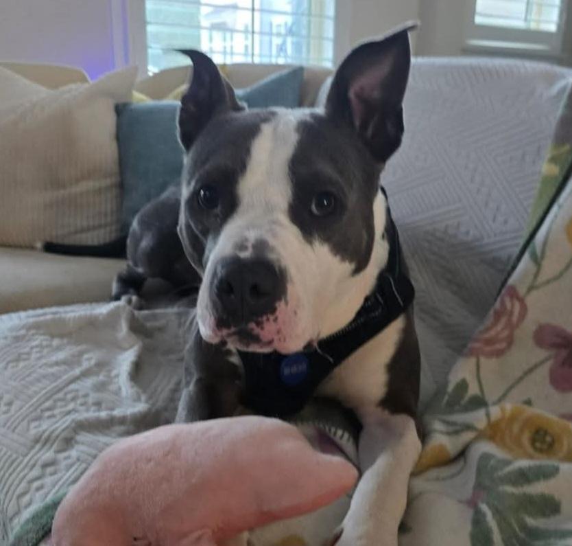 Rupert, an adopted Pit Bull Terrier in Roswell, GA image 3/3