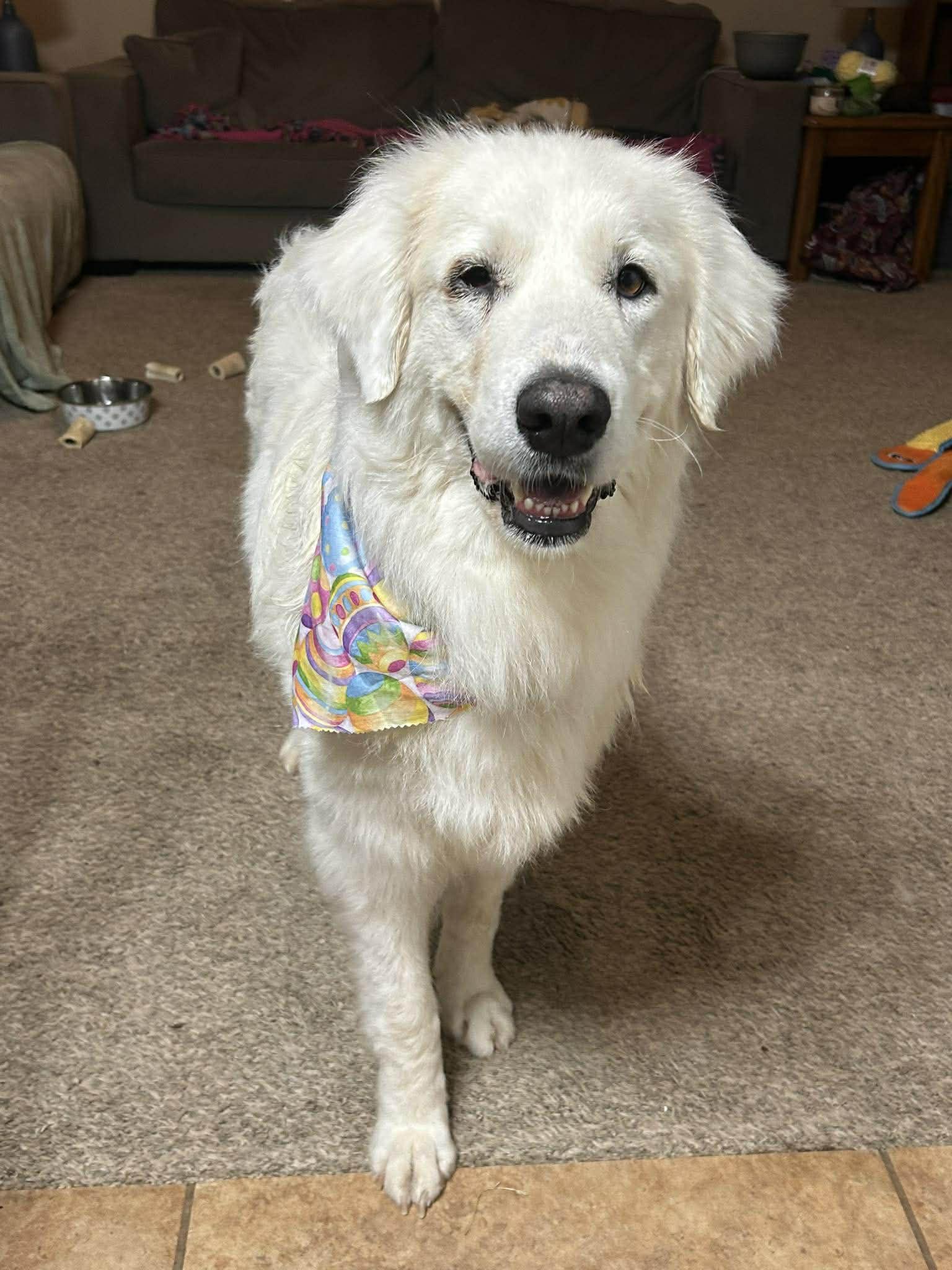 Enlarge Princess Elsa , a ADOPTABLE Great Pyrenees in Kiowa, OK image 6/6