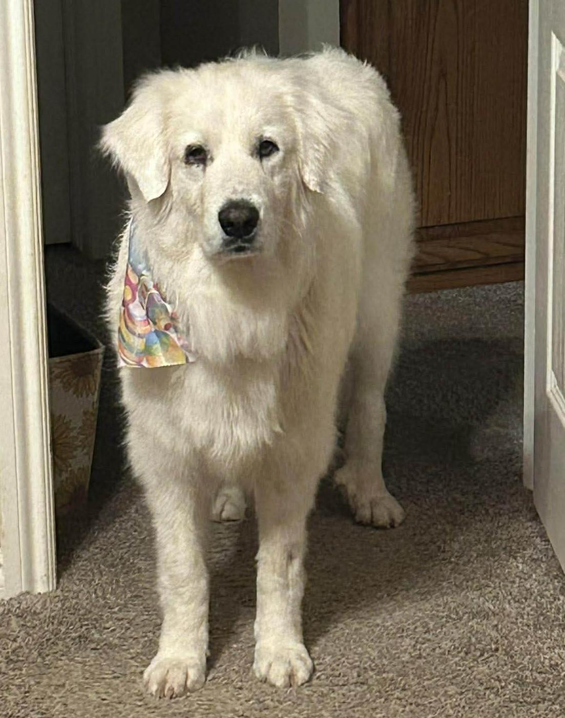 Enlarge Princess Elsa , a ADOPTABLE Great Pyrenees in Kiowa, OK image 2/6
