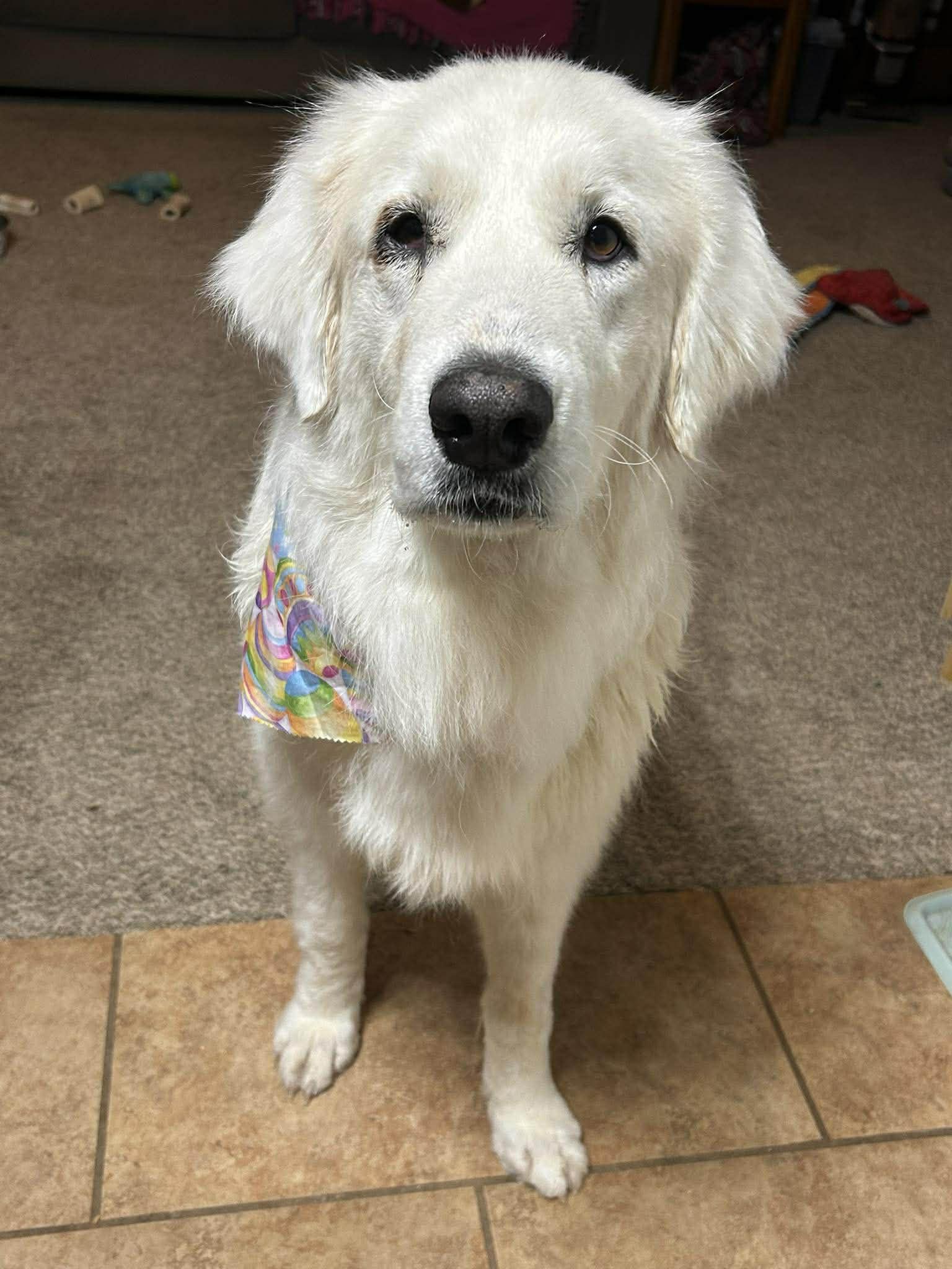 Enlarge Princess Elsa , a ADOPTABLE Great Pyrenees in Kiowa, OK image 4/6