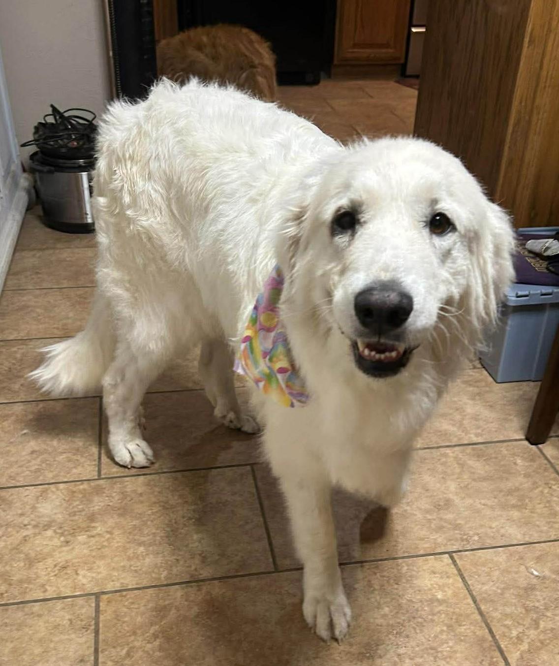 Princess Elsa , ADOPTABLE, Young Female Great Pyrenees.
