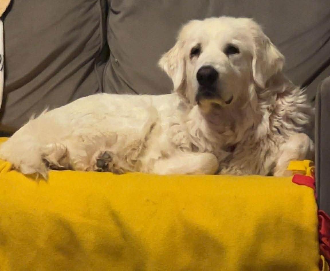 Enlarge Princess Elsa , a ADOPTABLE Great Pyrenees in Kiowa, OK image 5/6