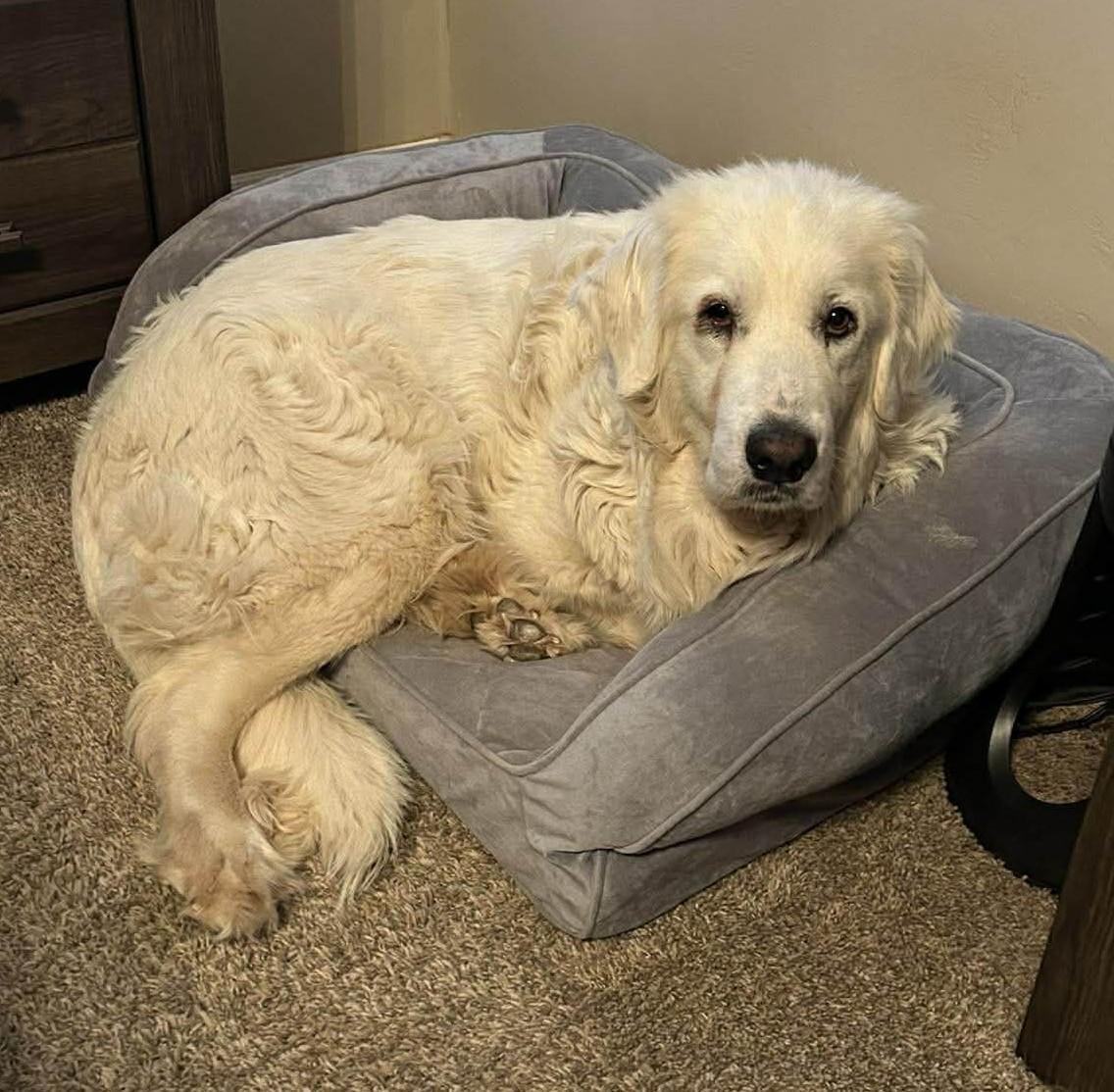 Enlarge Princess Elsa , a ADOPTABLE Great Pyrenees in Kiowa, OK image 3/6