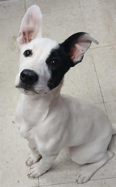 OPERA, Adoptable, Puppy Female Labrador Retriever & Border Collie.