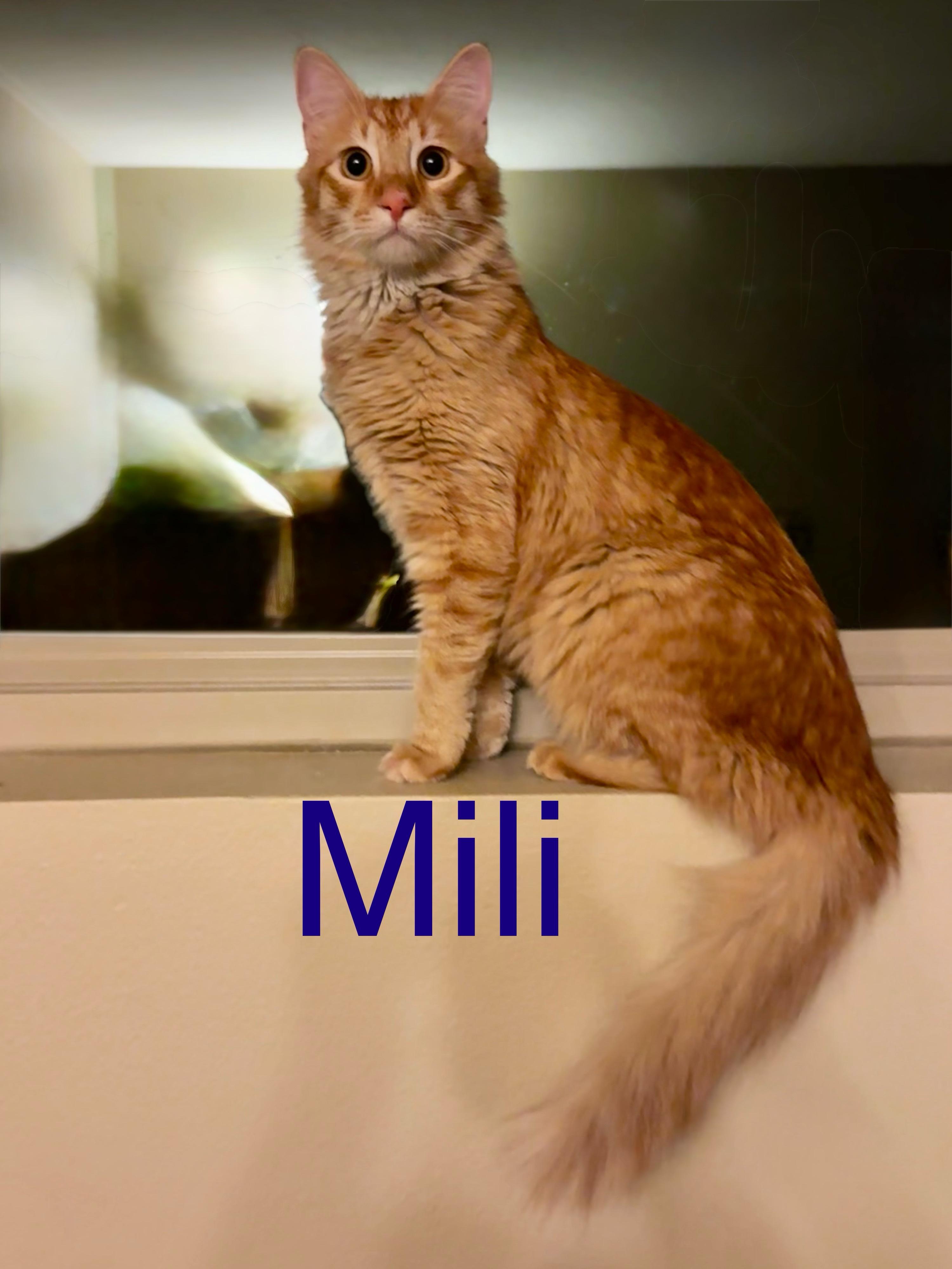 Mili, Adoptable, Adult Male Tabby.