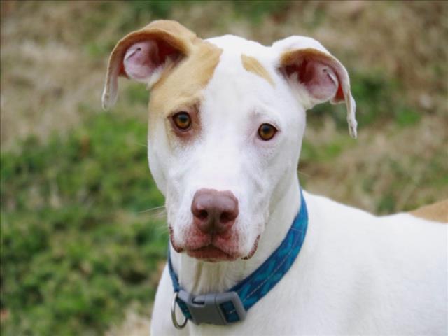 STEVE, Adoptable, Adult Male Labrador Retriever & German Shorthaired Pointer.