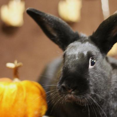 Eldar, Adoptable, Adult Male English Spot & Bunny Rabbit.