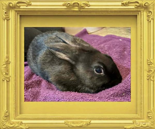 Enlarge Eldar, a Adoptable mixed breed in Kalamazoo, MI image 2/5