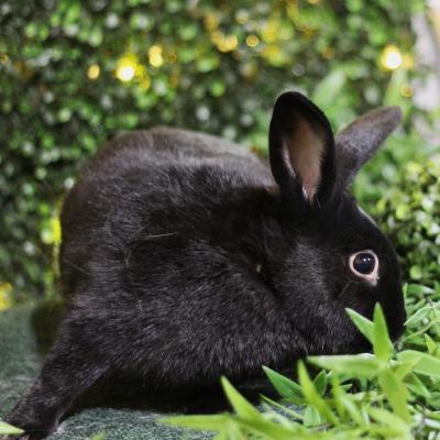 Enlarge Eldar, a Adoptable mixed breed in Kalamazoo, MI image 3/5