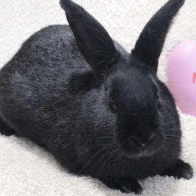 Enlarge Eldar, a Adoptable mixed breed in Kalamazoo, MI image 4/5