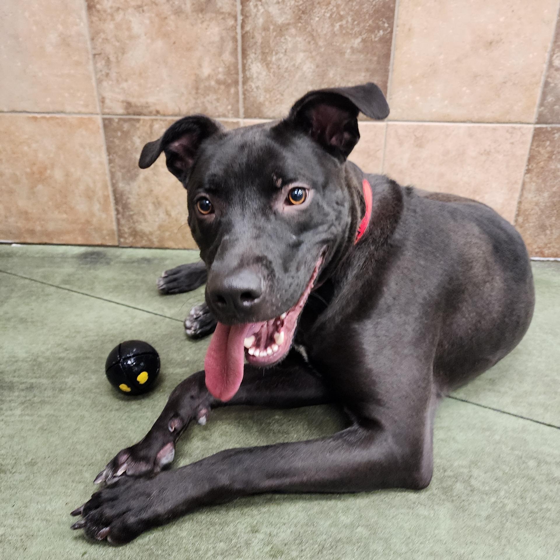 Enlarge Onyx - Active Buddy! Needs Foster - let's get him out of the kennel!, a Adoptable mixed breed in Seattle, WA image 1/6