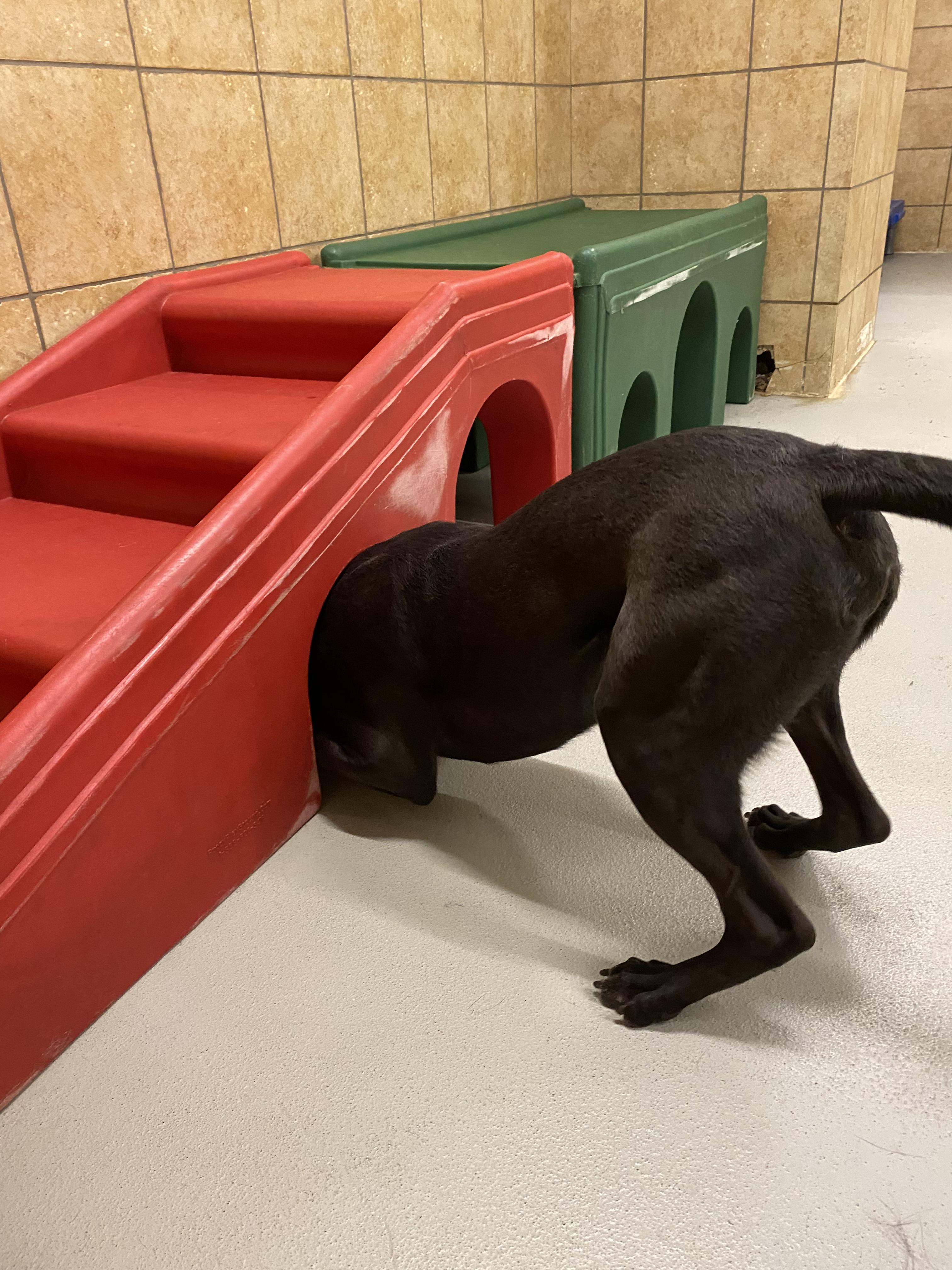 Enlarge Onyx - Active Buddy! Needs Foster - let's get him out of the kennel!, a Adoptable mixed breed in Seattle, WA image 6/6