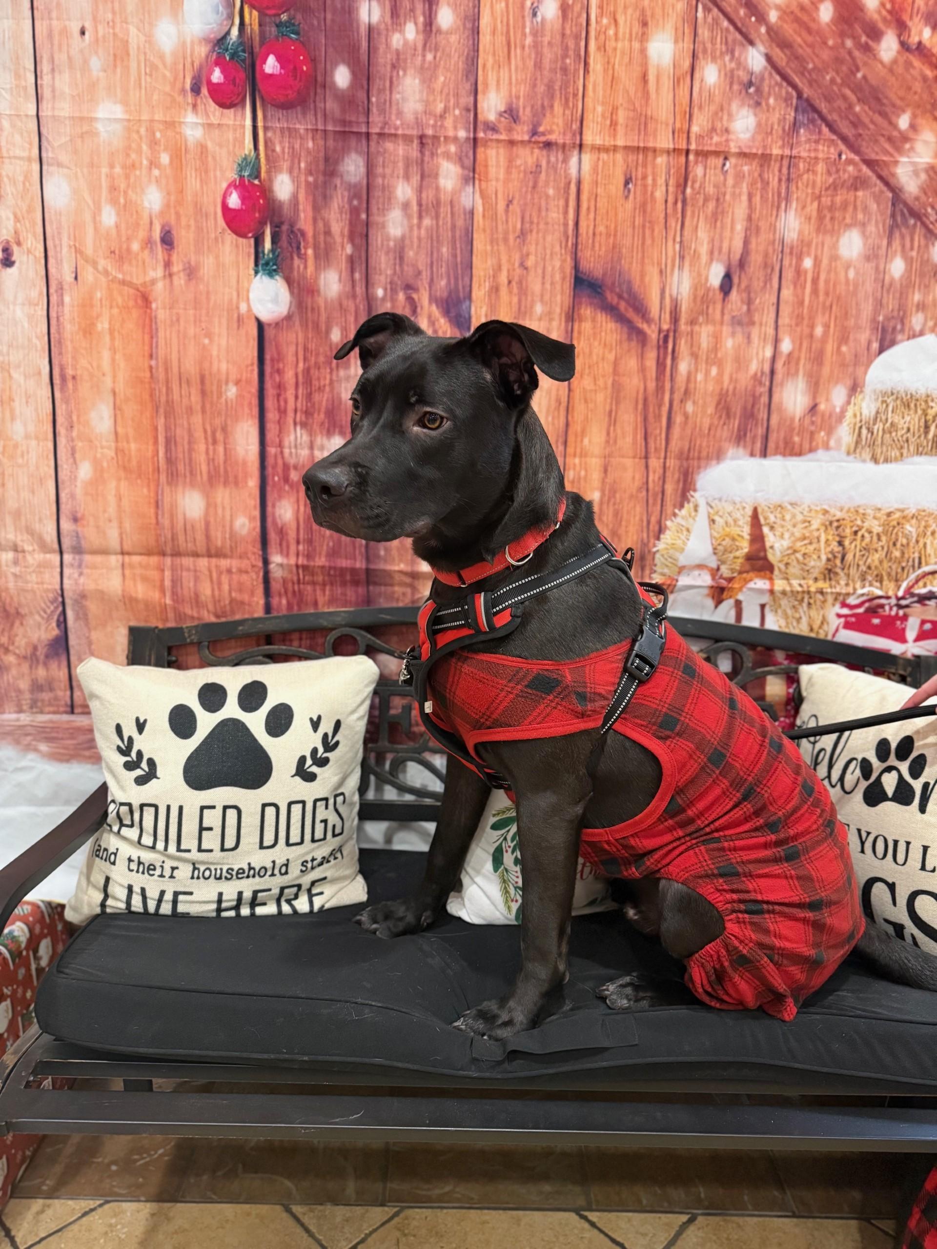 Onyx - Handsome Pup Needs Foster!, Adoptable, Young Male Pit Bull Terrier & Black Labrador Retriever.